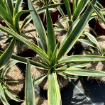  Juka nádherná (Yucca gloriosa) ´VARIEGATA´ výška 20-30 cm, kont. C2L